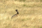 Jack Rabbit: 1024x679.82222222222